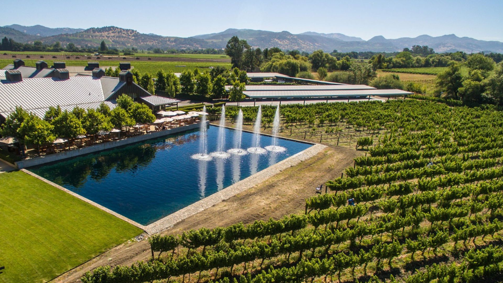 Alpha Omega vineyards